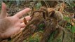 A scientist stumbled upon the most terrifying spider in the forest
