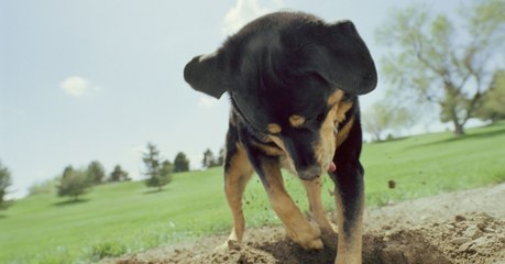 A Dog Discovered Something Incredible Treasure in the Czech Republic