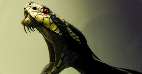 The secret behind the evolution of snake venom has finally been revealed