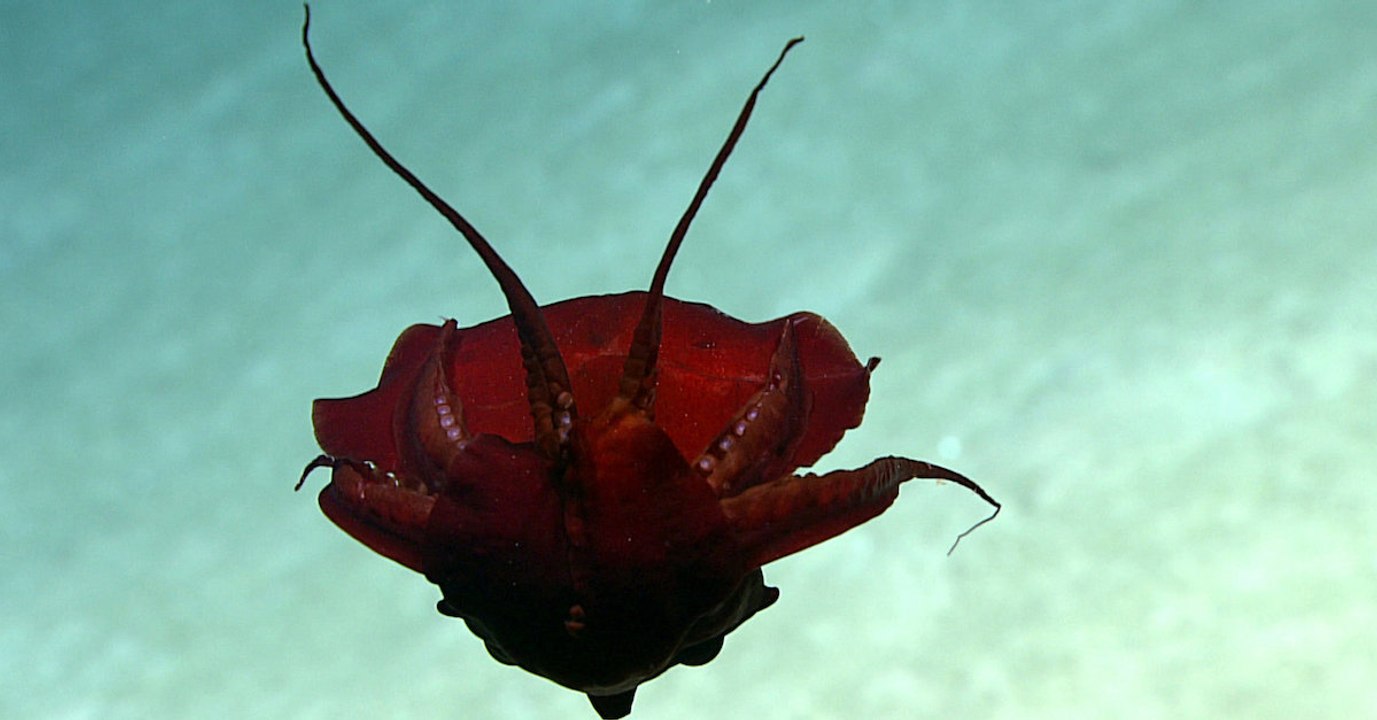 Bizarre creature spotted in the depths of the Atlantic has shocked scientists
