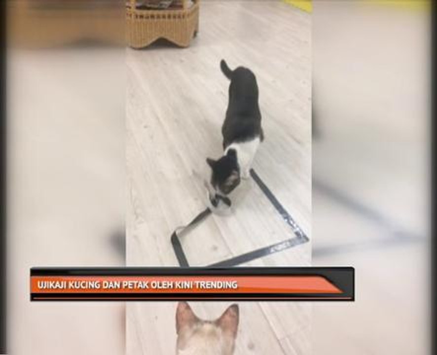 Ujikaji kucing dan petak oleh Kini Trending