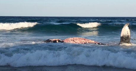 Gruesome Footage Shows a Beached Whale Being Torn Up by a Shark