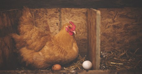 Which came first, the chicken or the egg? The answer is finally uncovered