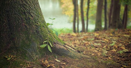 Due to climate change, these rare viruses are being discovered