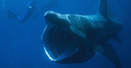 Scientists Are Stumped As Hundreds Of Basking Sharks Display Strange Behaviours