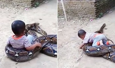 People are outraged at this video showing a toddler playing with an enormous python