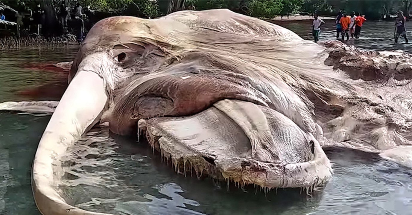 This Mysterious Sea Creature Washed Up On The Beach And No One Could Tell What It Was