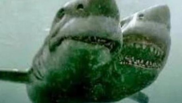 Scientists Discover Terrifying Two-Headed Shark In Mediterranean Sea