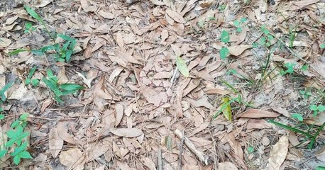 Only 2% of people can spot the camouflaging snake in this photo