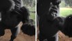 This gorilla escaped from London Zoo and you'd never guess what he got up to
