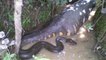 Onlookers were left stunned as this anaconda swallowed its massive prey in front of the cameras