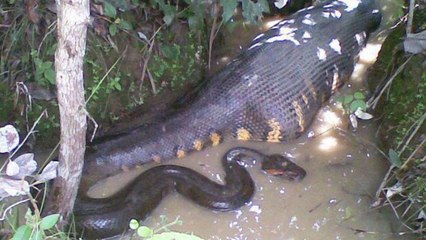 Onlookers were left stunned as this anaconda swallowed its massive prey in front of the cameras