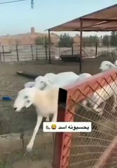 Un mouton déguisé en lion... Ahaha