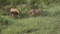 These two lions were fighting over a baby wildebeest for a surprising reason (VIDEO)