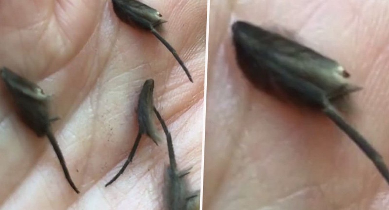 Man discovers terrifying creature yet to be classified by experts