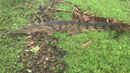 Terrifying footage shows crocodiles taking over the streets in Australia