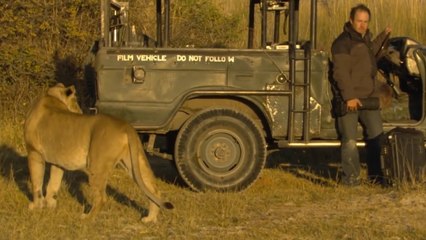 Face-to-Face With a Lion, This Cameraman Feared for His Life… but What Happened Next Was Astounding