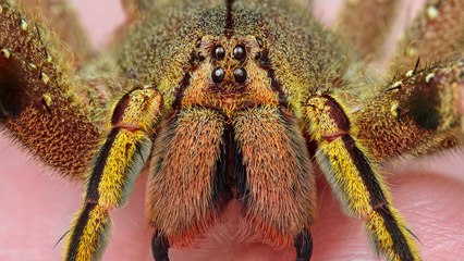 The cure for erectile dysfunction could be found in this spider's venom
