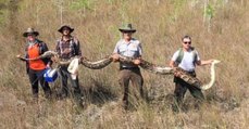 Florida’s largest python ever was found after being betrayed by her mate