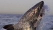 Slow Motion Video Shows Off The Terrifying  Power Behind A Shark Attack (Video)