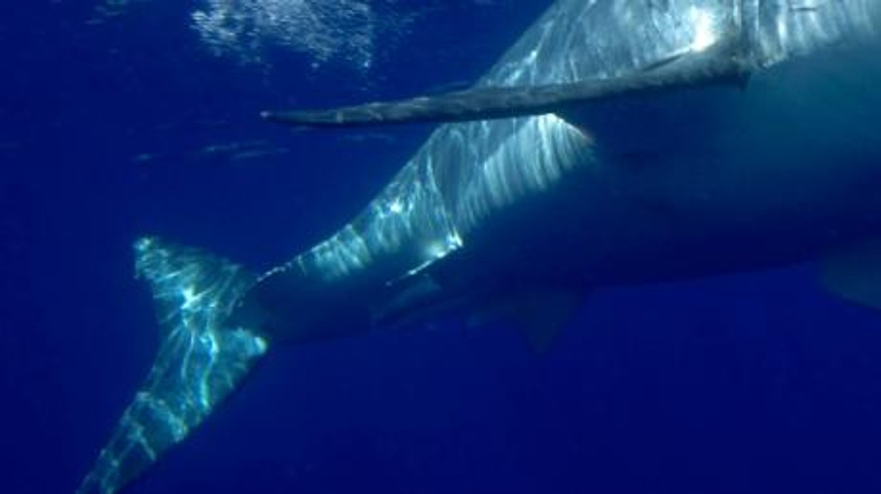 The Hunt for the Mystery Creature That Tore Off a Huge Chunk of a Shark’s Head