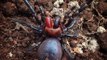 This terrifying ‘Dracula spider’ will haunt your dreams