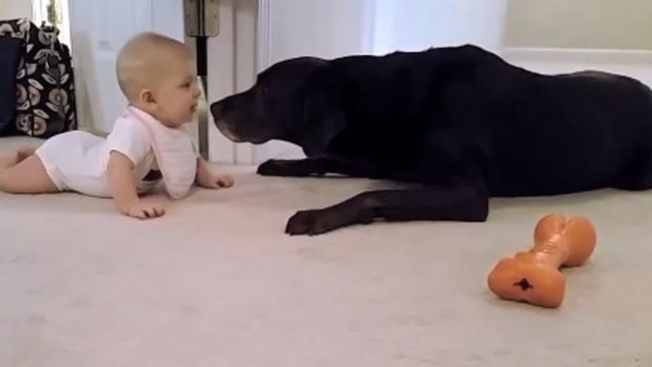 Baby krabbelt auf Hund zu: Dessen Reaktion ist genial!
