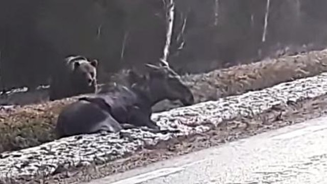 This Bear Was Caught On Camera Devouring A Live Moose On The Side Of A Road