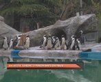 Zoo Bristol sumbang 19 penguin bantu Zoo Tbilisi