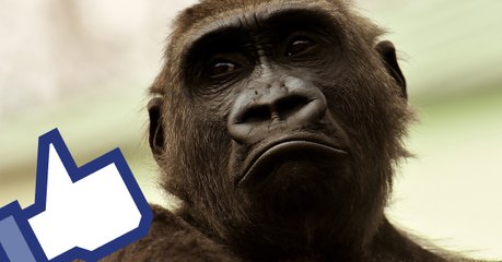 Hilarious viral video proves gorillas really hate the rain