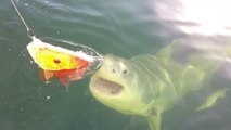 This Insane Footage Shows a Great White Shark Stealing a Fishermans Catch