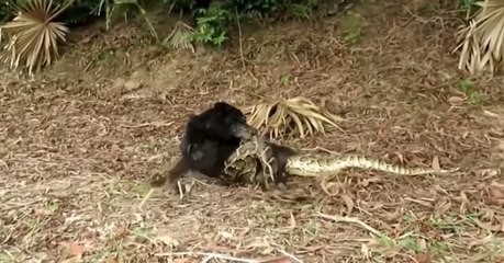 This dog was being squeezed to death by a python - until he made an incredible escape