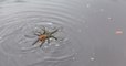 Did you know tarantulas can swim? This video will send a shiver down your spine