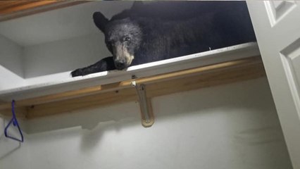 She Heard Something Snoring in the Wardrobe – And Couldn’t Believe What Was Inside