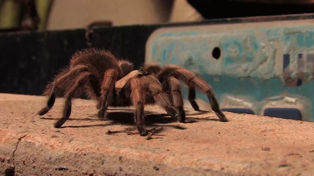 Größte Spinne der Welt überrascht Forscher mitten im Urwald