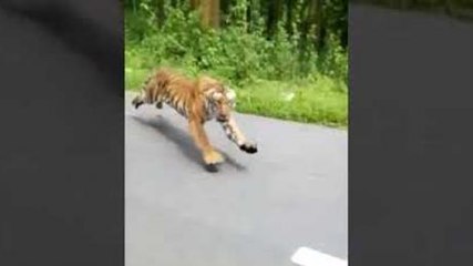 Two bikers narrowly escape being mauled by a tiger (VIDEO)