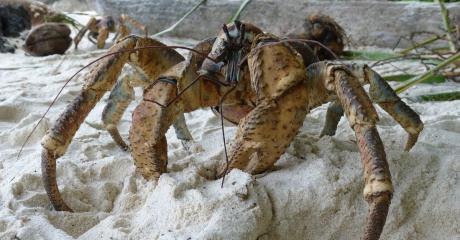 One Seagull Got Quite the Surprise When It Tried to Attack a Coconut Crab