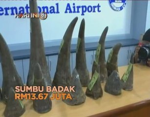 Fokus Hi8 Malam: Sumbu badak RM13.67 juta dan lelaki pun jadi mangsa