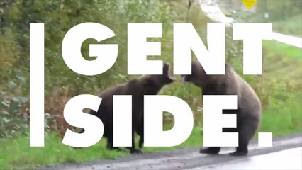 This wild footage shows two bears having a very human-like fight