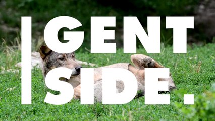 Researchers Fear Rare Wolf And Her Pups Have Been Killed In Belgium By Hunters