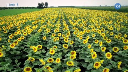 Ukrayna Savaşının Türk Tarımına Etkisi