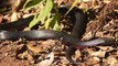 These Snake Catchers Found a Massive Red-Bellied Snake in Brisbane