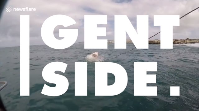 This man nearly lost his hand after trying to film a great white shark