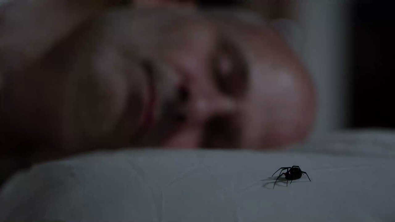 Ihr solltet Spinnen niemals zerquetschen: In ihnen kann eine große Überraschung lauern