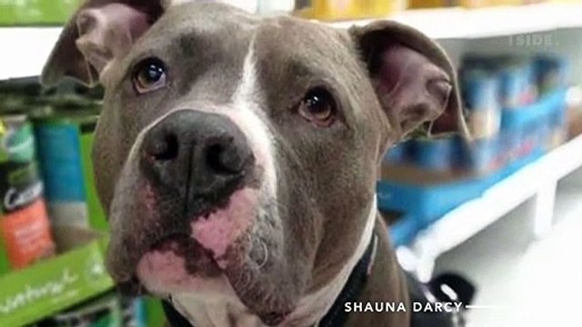 Loyal pitbull saved it's owners life not once but twice!