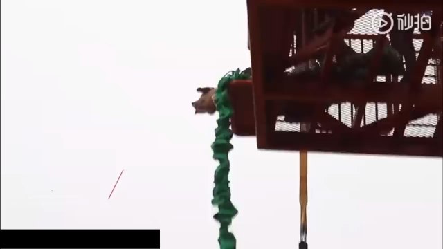 This Chinese Theme Park Faced Fierce Backlash After Forcing a Pig to Bungee Jump