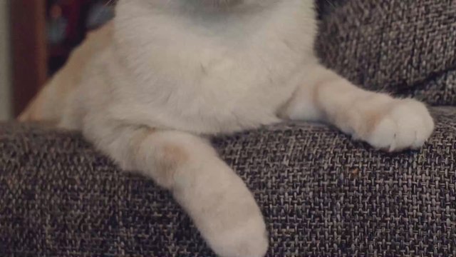 Bean the Cat Has an Obsession With Bananas That the Internet Is Absolutely Loving