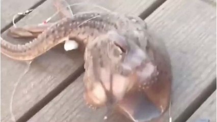 Fisherman Left Astounded After Hauling Strange Three-Legged Creature Out Of The Atlantic Ocean