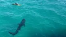 This kayaker found himself face to face with a giant shark but what happened next was surprising