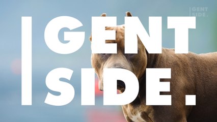 A pitbull saved  an elderly woman's life in the most incredible way